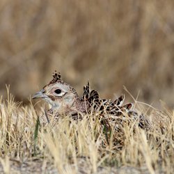 Pheasant