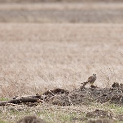 Kestrel