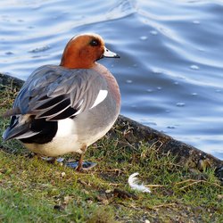 Wigeon