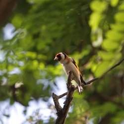 Goldfinch