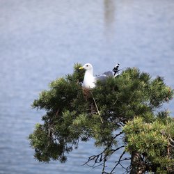 Common Gull