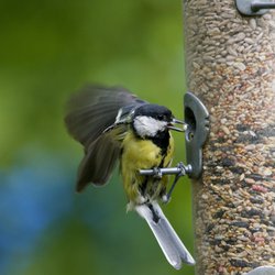 Great Tit
