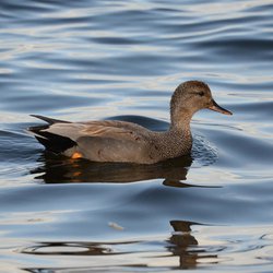 Gadwall