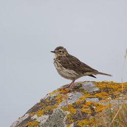 Meadow Pipit