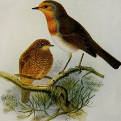 Robin