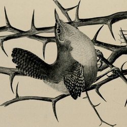 Northern Wren