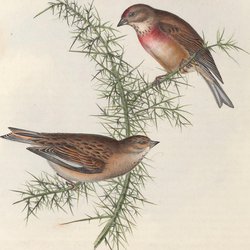 Linnet