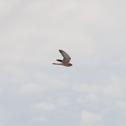 Kestrel
