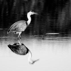 Grey Heron