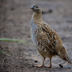 Grey Partridge