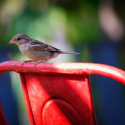 House Sparrow