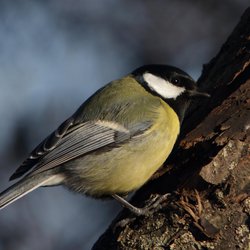 Great Tit