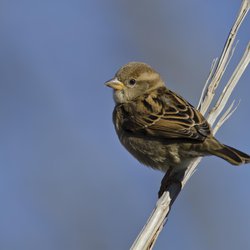 House Sparrow