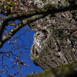 Tawny Owl