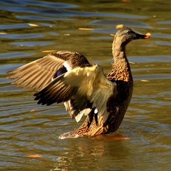 Mallard