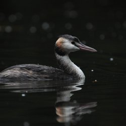 Great Crested Grebe