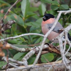 Bullfinch