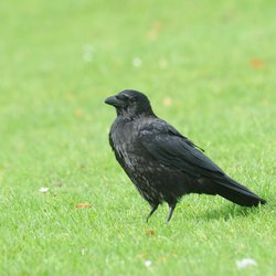 Carrion Crow