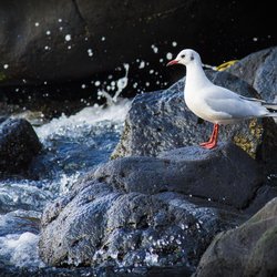 Black-headed Gull