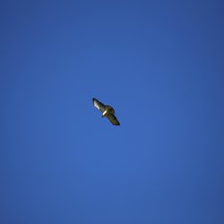 Buzzard