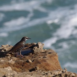 Starling