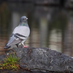 Feral Pigeon