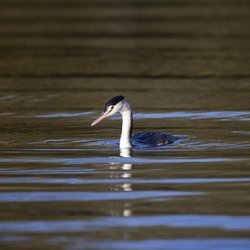 Great Crested Grebe