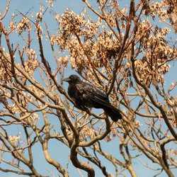 Carrion Crow