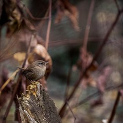 Northern Wren