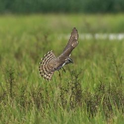 Sparrowhawk