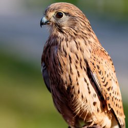 Kestrel