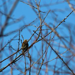 Chaffinch