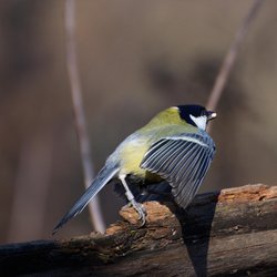 Great Tit