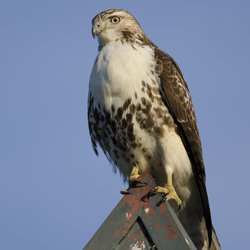 Buzzard