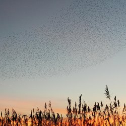 Starling