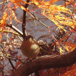 Goldcrest