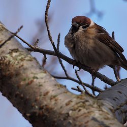 Tree Sparrow
