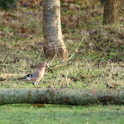 Eurasian Jay