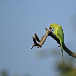 Ring-necked parakeet