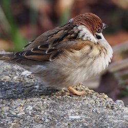Tree Sparrow