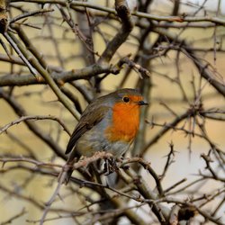 Robin