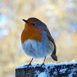 Robin