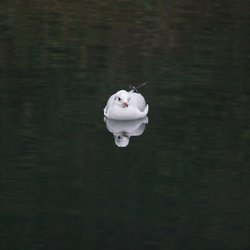 Black-headed Gull