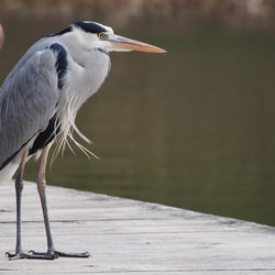 Grey Heron