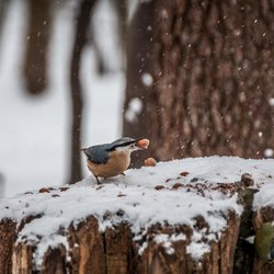 Nuthatch