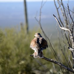 Buzzard