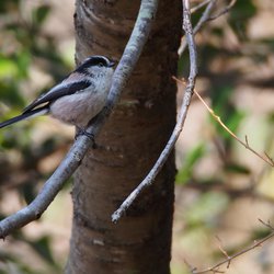Long-tailed Tit