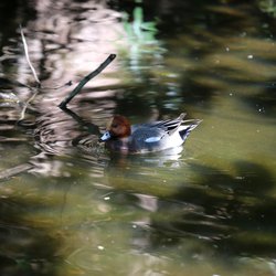 Wigeon