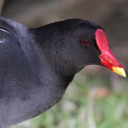 Moorhen