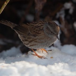 Dunnock